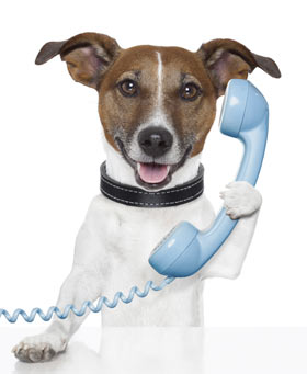 dog on phone