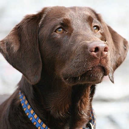 dog-brown-labrador