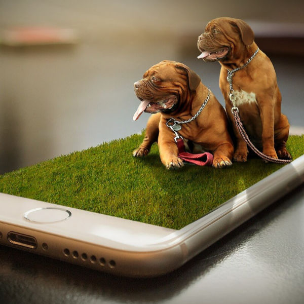 two-dogs-and-cell-phone