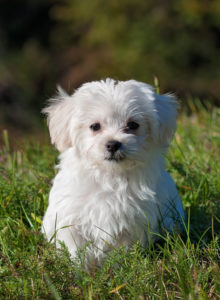 white-puppy-sitting-grass