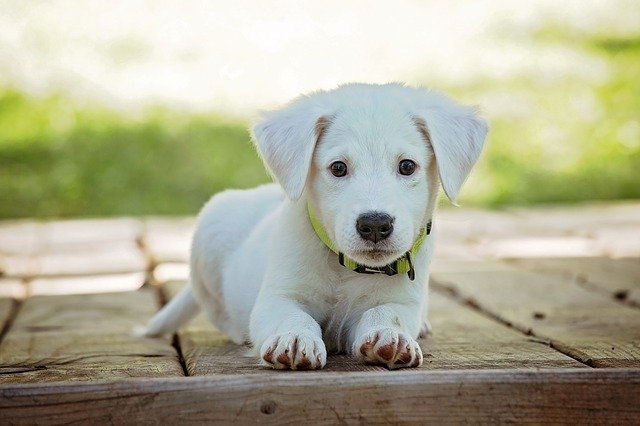 white-puppy