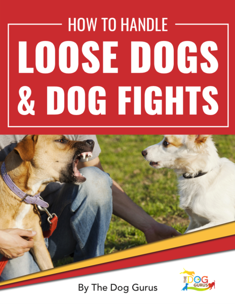 how-to-handle-loose-dogs-and-dog-fights