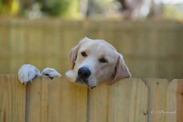 dog head peaking over fence